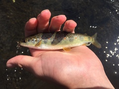 Salmo salar