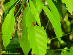 Agomadaranus pardaloides