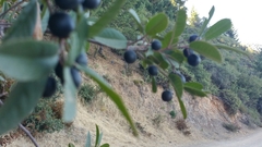 Frangula californica californica