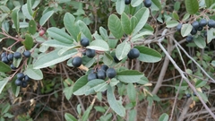 Frangula californica californica