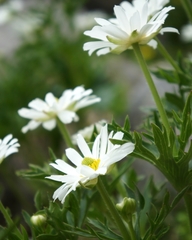 Ranunculus anemoneus