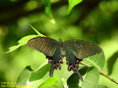 Papilio bianor thrasymedes