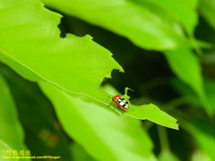 Cryptocephalus luteosignatus