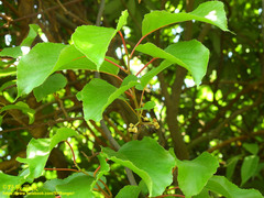 Actinidia callosa