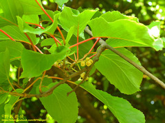 Actinidia callosa