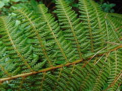 Polystichum speciosissimum