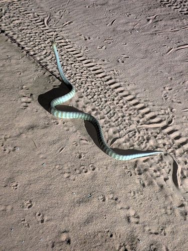 Woma Python sighting