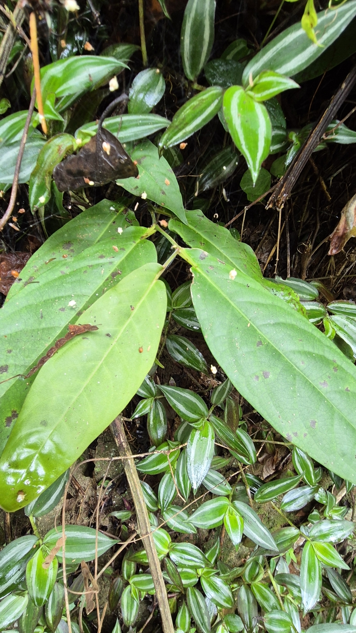 Imagem de Pimenta-de-macaco