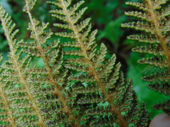 Polystichum speciosissimum