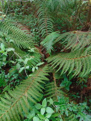 Polystichum speciosissimum