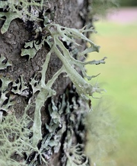 Ramalina dilacerata