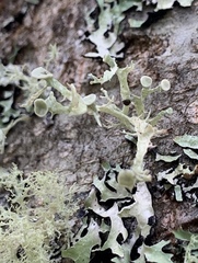 Ramalina dilacerata