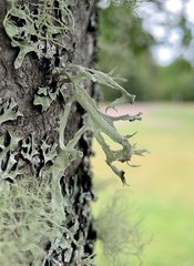 Ramalina dilacerata