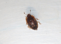 Stelidota geminata