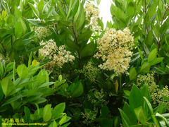 Ligustrum liukiuense