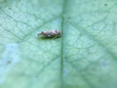 Erasmoneura variabilis