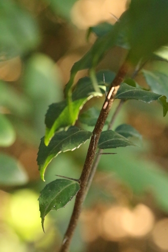 Image of Xylosma congesta by no rights reserved