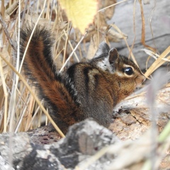 Neotamias ochrogenys