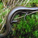 Cope's Skink - Photo (c) Kevin Meza, some rights reserved (CC BY-NC)