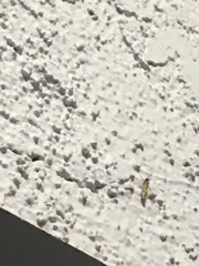 Insecta