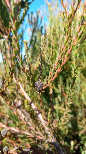 Image of Leucadendron levisanus by (c) Ian Webb, some rights reserved (CC BY)
