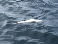 Merluccius productus