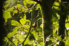 Cantorchilus modestus