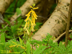 Corydalis formosana