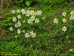 Lilium longiflorum scabrum