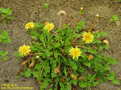 Taraxacum formosanum