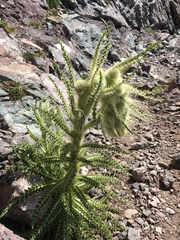 Cirsium funkiae