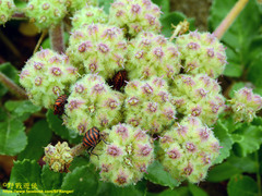 Graphosoma rubrolineatum