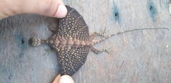 Draco melanopogon