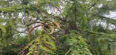Vachellia rorudiana