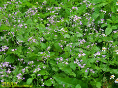 Raphanus sativus raphanistroides