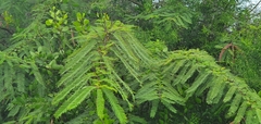 Vachellia rorudiana