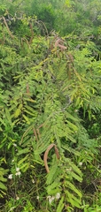 Vachellia rorudiana