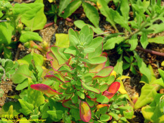 Chenopodium acuminatum virgatum