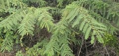 Vachellia rorudiana