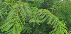 Vachellia rorudiana