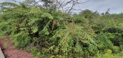 Vachellia rorudiana