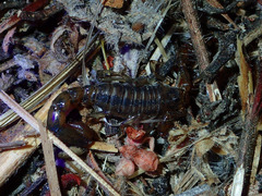 Superstitionia donensis