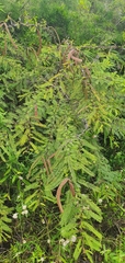 Vachellia rorudiana