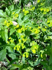 Euphorbia roemeriana