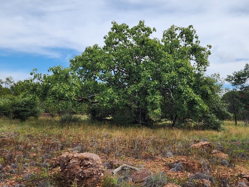 Large-leaved rock fig