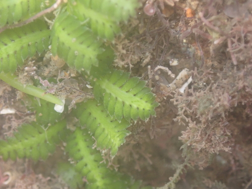 Caulerpa mexicana observed 2025-04-27