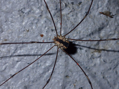 Leuronychus pacificus