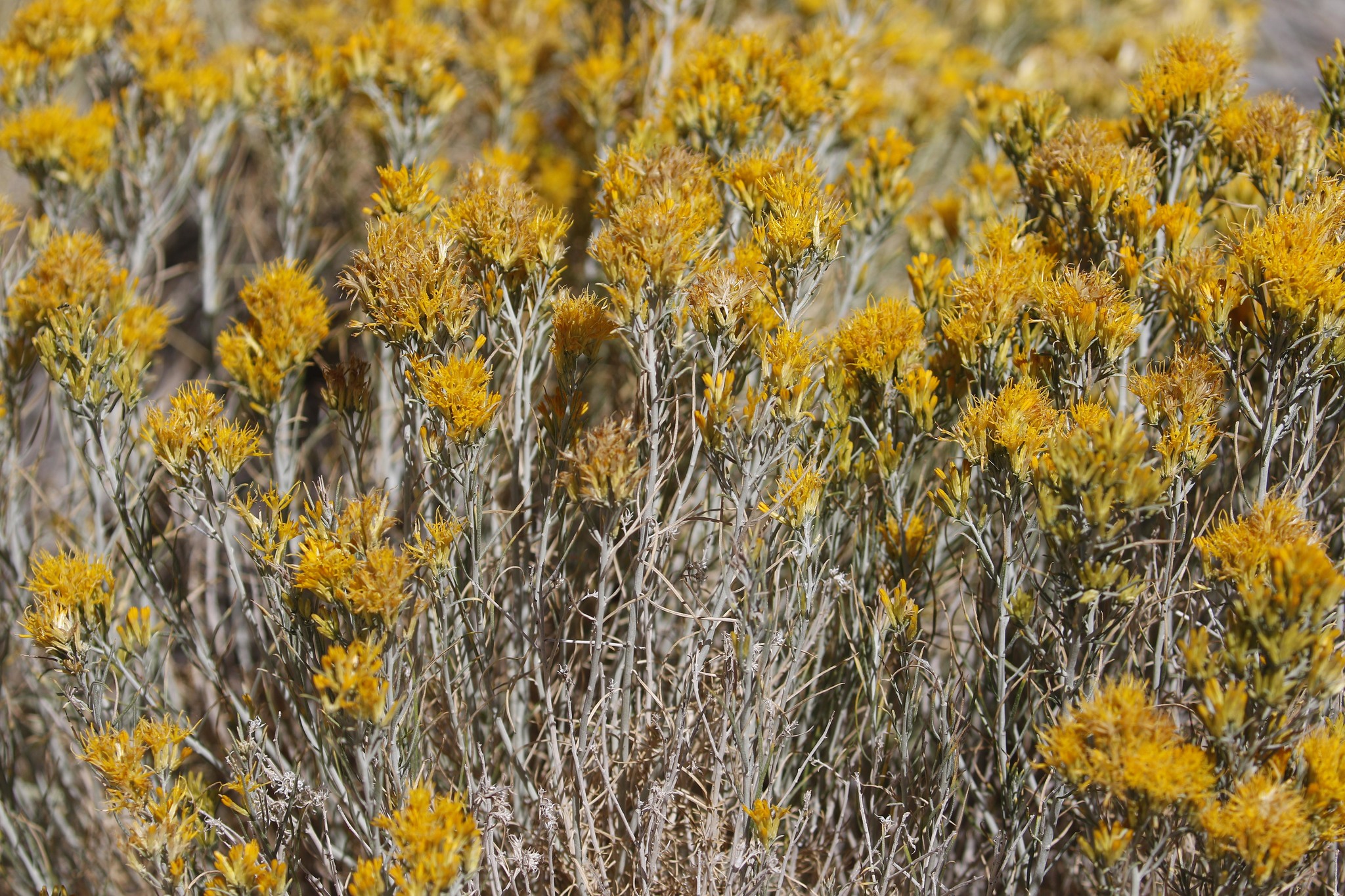 Ericameria nauseosa var. turbinata