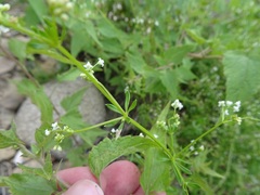 Galium mexicanum