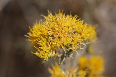 Ericameria nauseosa turbinata